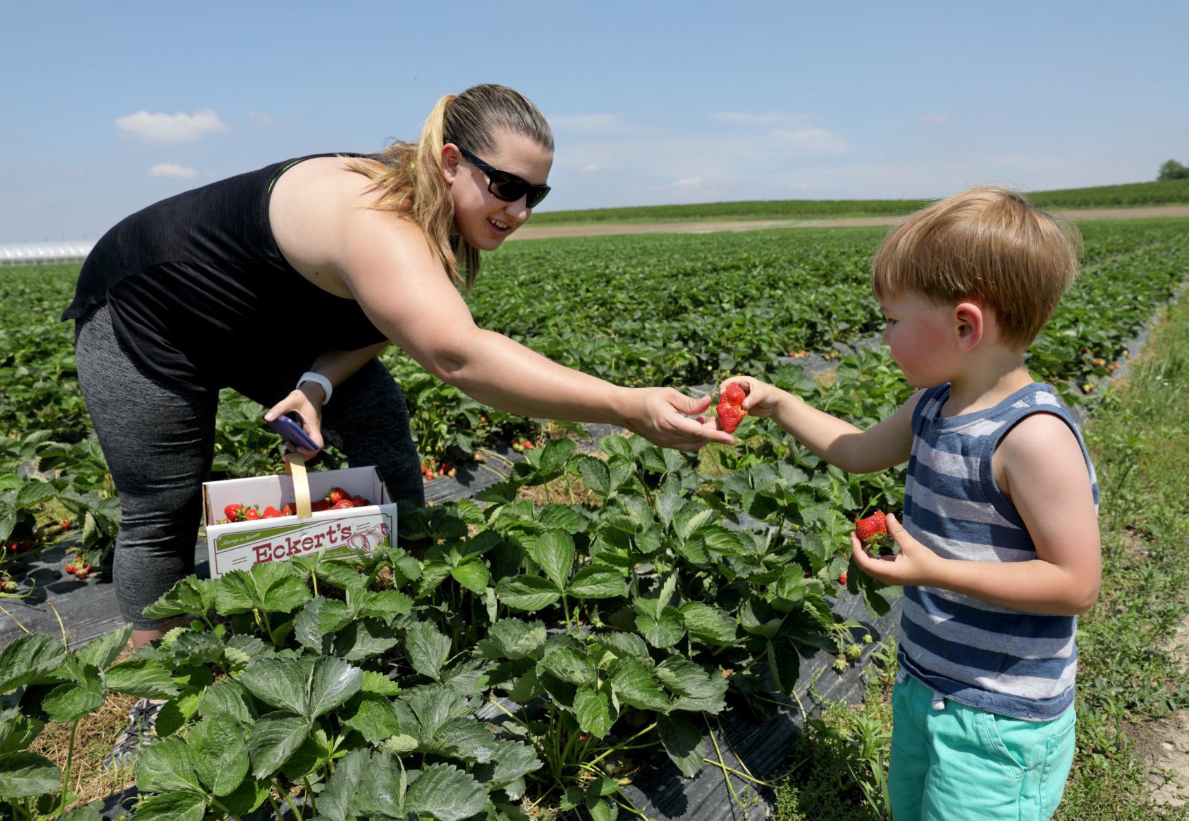 Strawberry picking season